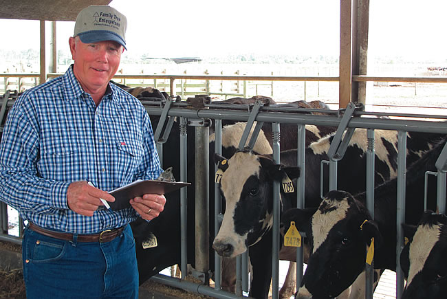 Cattle - Woody Larson