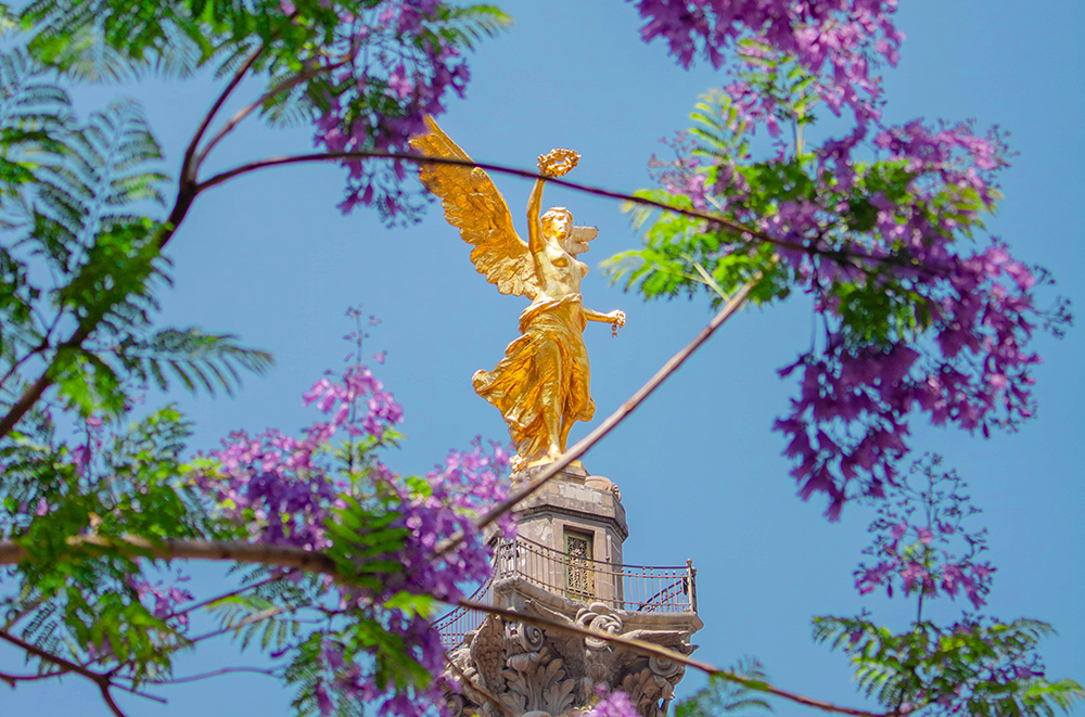 The Angel of Independence monument surrounded by jacaranda blossoms in Mexico City, symbolizing the cultural richness and urban beauty that surround the Fluenz Spanish Immersion in Mexico City, where participants learn Spanish in Mexico through an immersive, one-on-one experience.