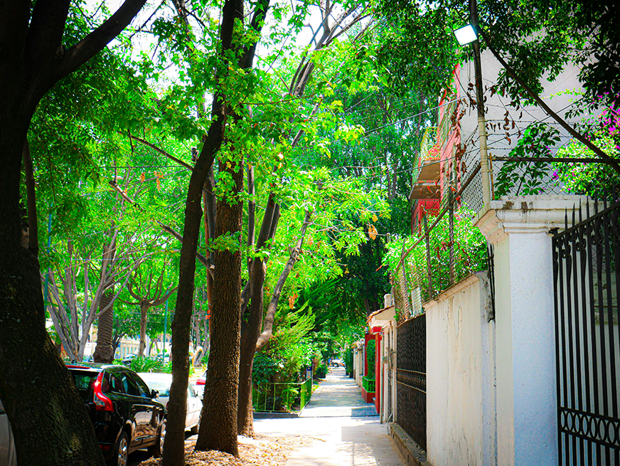 A leafy street in Polanco, Mexico City, home to the Fluenz Spanish Bootcamp, the best program to learn Spanish in Mexico. The neighborhood’s elegance and calm atmosphere create the perfect backdrop for this intensive Spanish learning experience.