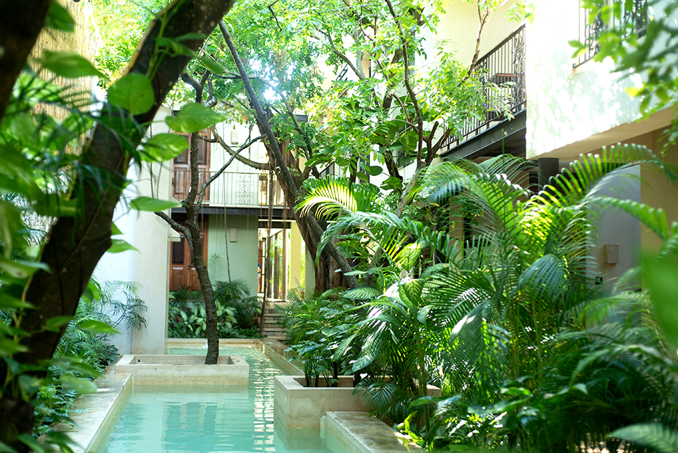 Adult Spanish Tutoring in Mérida with Exclusive Chef's Table and Gastronomic Discovery?