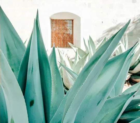 Intensive Spanish Oaxaca Reviews?