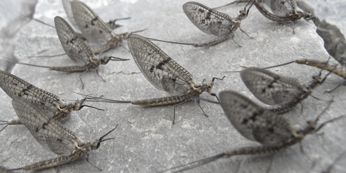 Steamboat Flyfisher Colorado Fly fishing & Fly Shop