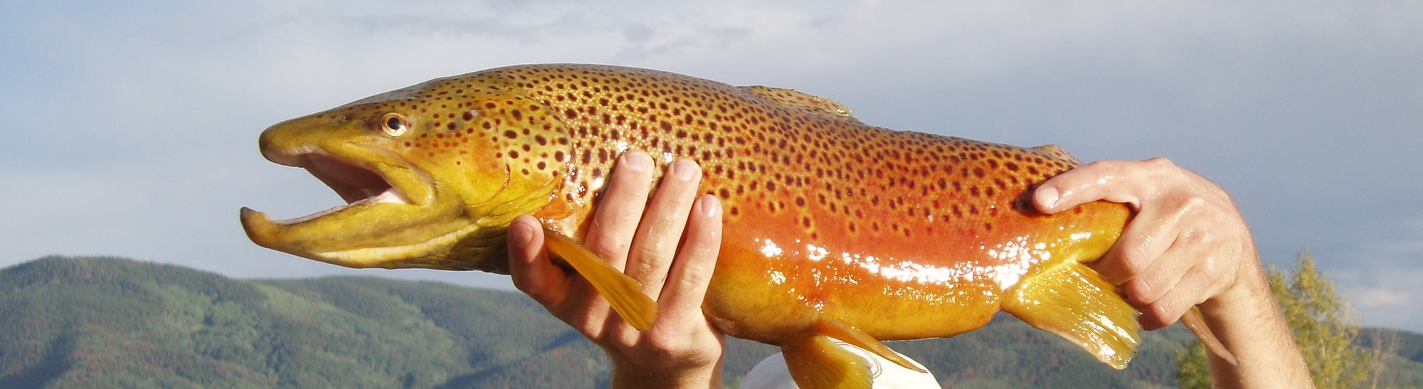 Steamboat Flyfisher Colorado Fly fishing & Fly Shop