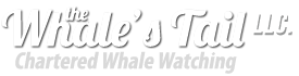 The Whale's Tail, LLC
