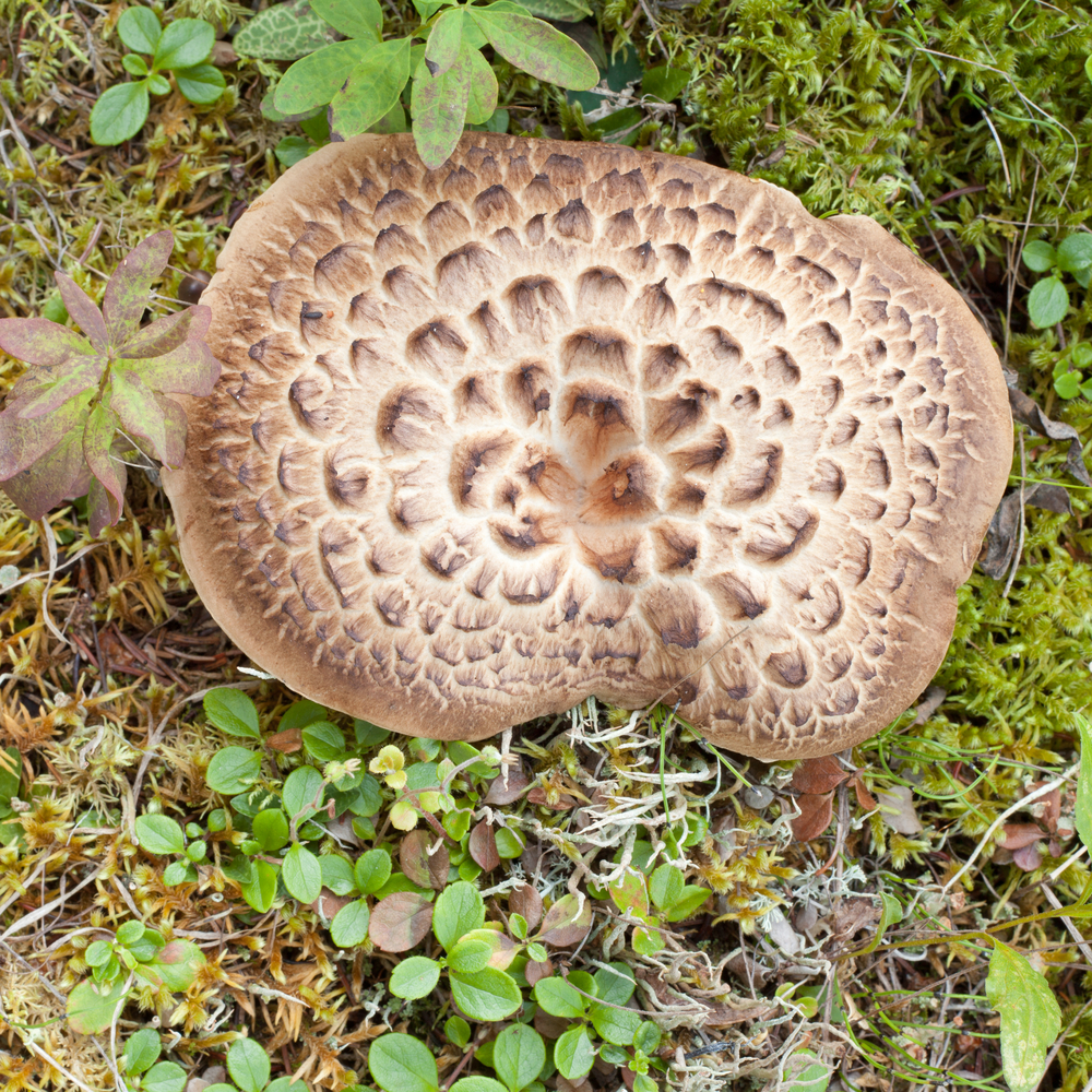 26 Exotic And Wild Mushrooms Great For Rustic & Exquisite Cuisine
