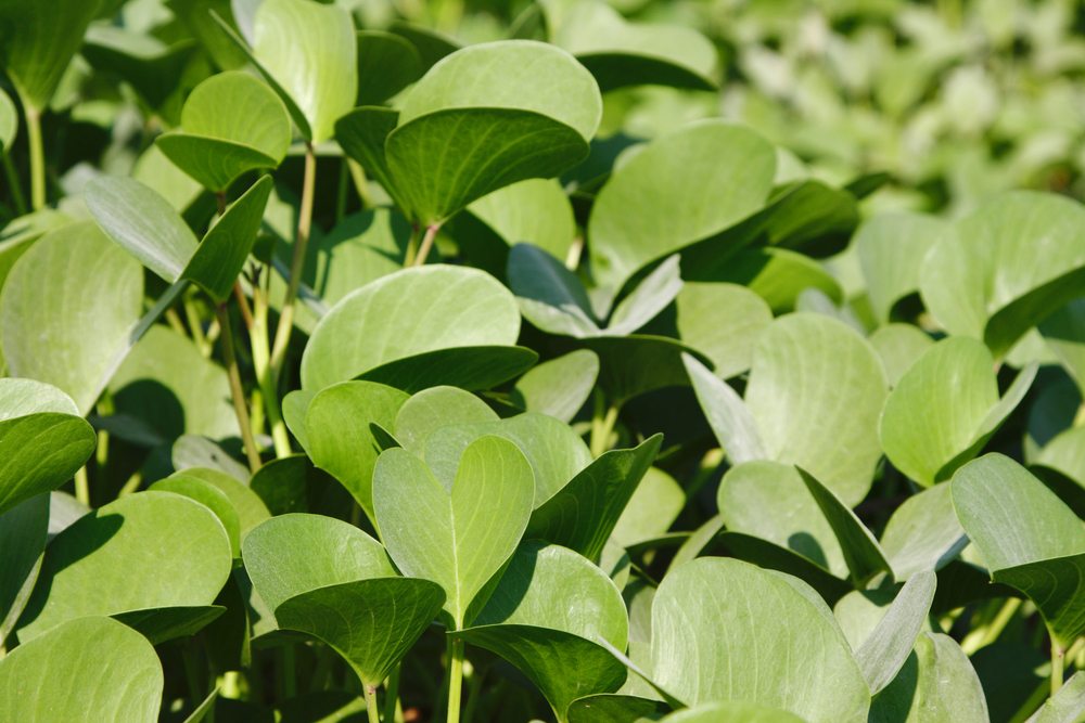 11 Psychedelic Plants You Can Grow But Not Eat!