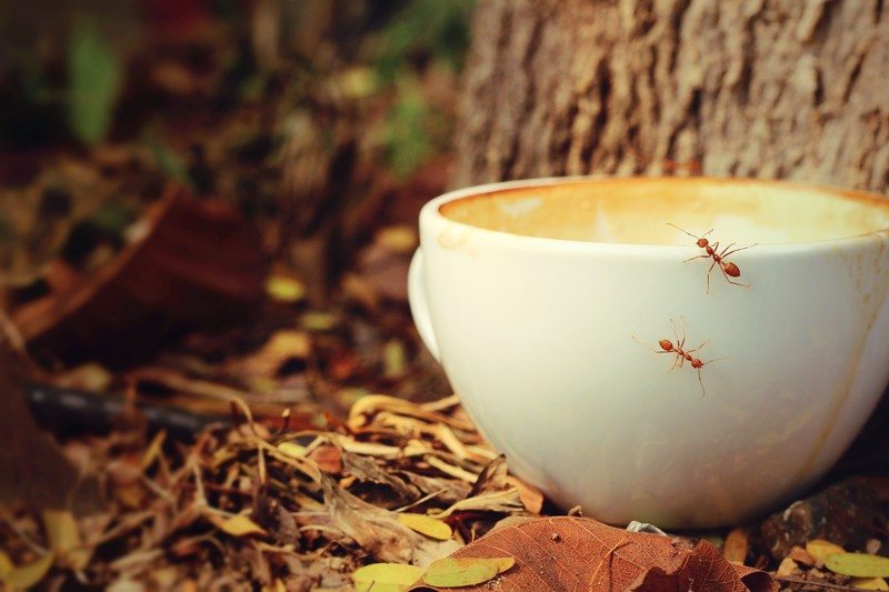 14 Innovative Ways of Reusing Spent Coffee Grounds