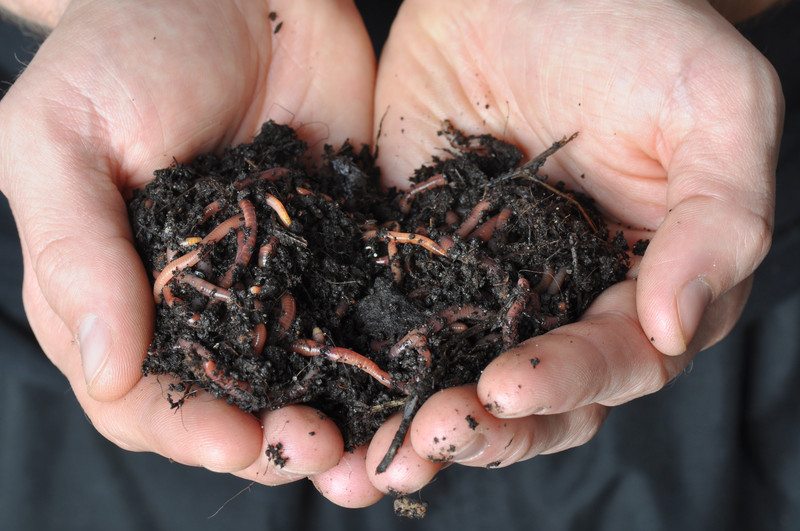 14 Innovative Ways of Reusing Spent Coffee Grounds