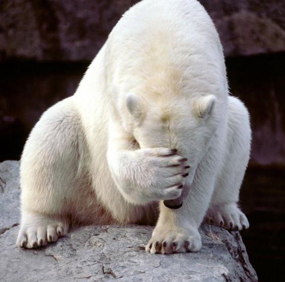 polar-bear-facepalm.jpg