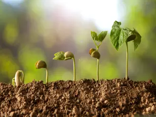 Shining a light on the roots of plant “intelligence”