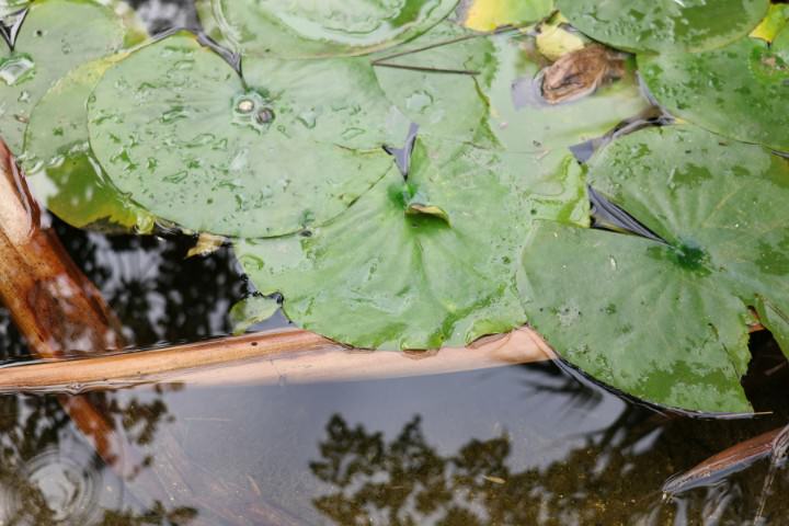 Lily pads in calm water illustrating plant-based biofiltration for environmentally conscious pool design