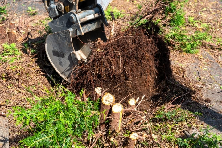 Clearing tree roots for safe pool placement