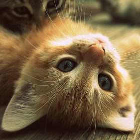 The cute kitten looking up hella cute