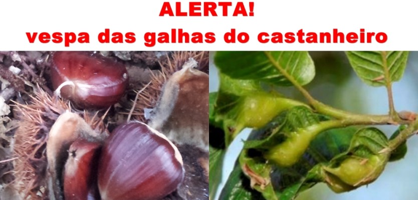 Praga do Castanheiro