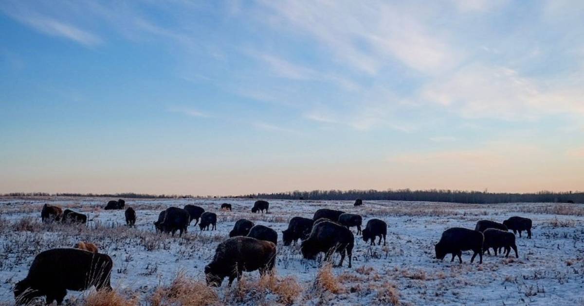 Elk Island national park near Edmonton lets you snowshoe in the