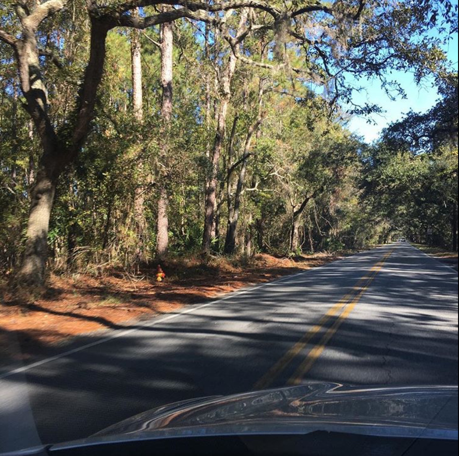 Low Country Backroad