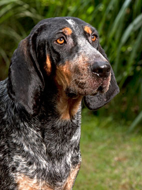 WHY’D YOU GO & TAKE BLU?