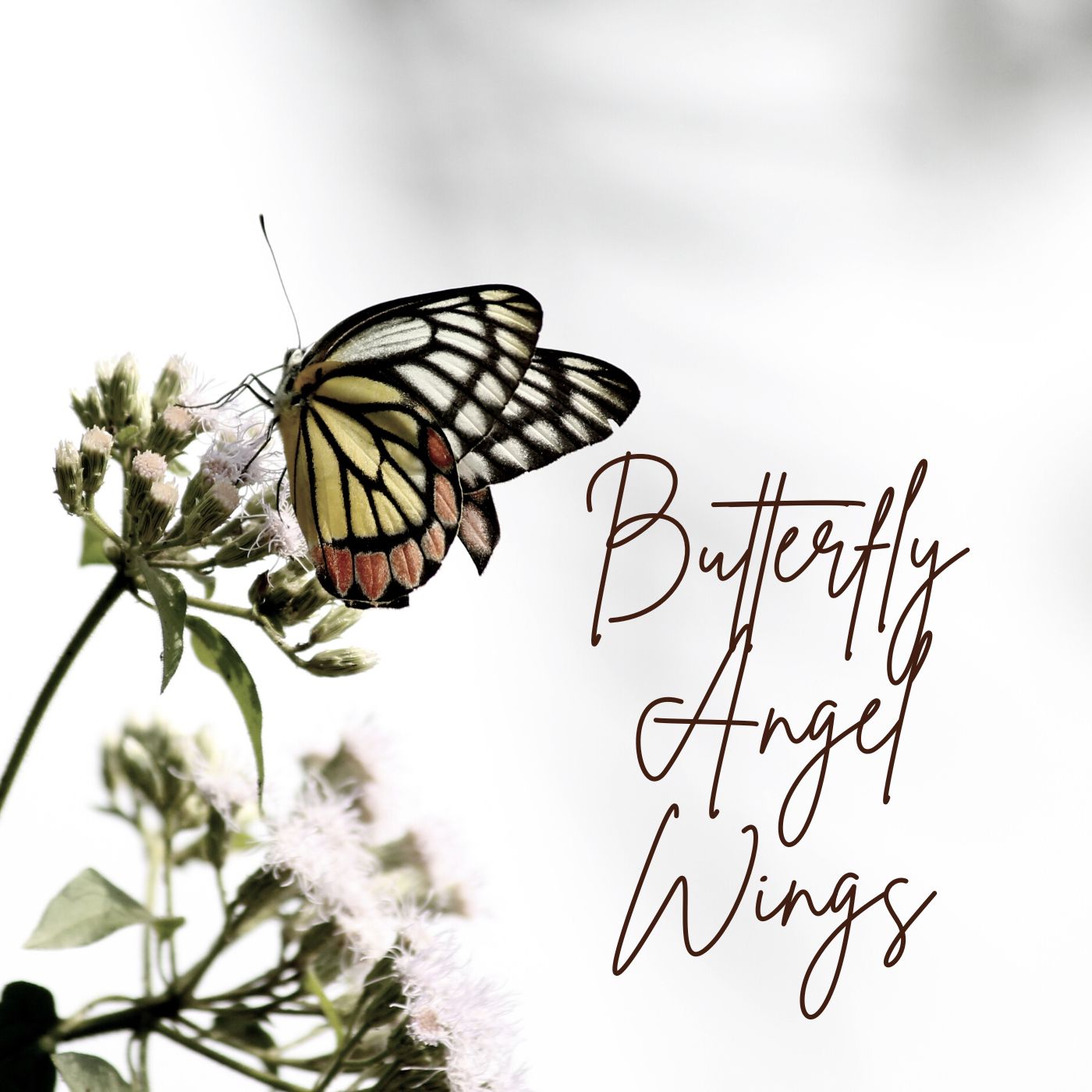 Butterfly Angel Wings