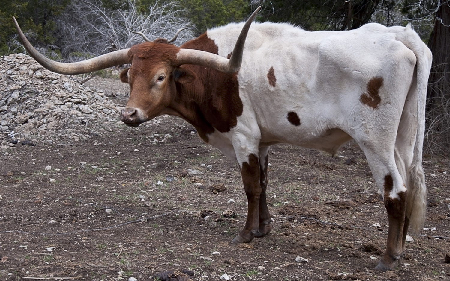 Lonnie The Christmas Longhorn