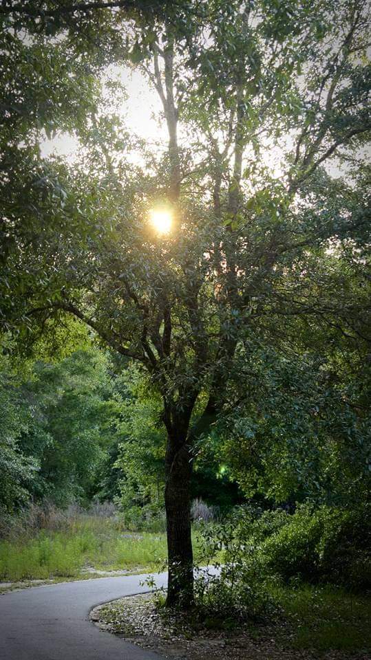 Family Tree by Michelle Ingrham