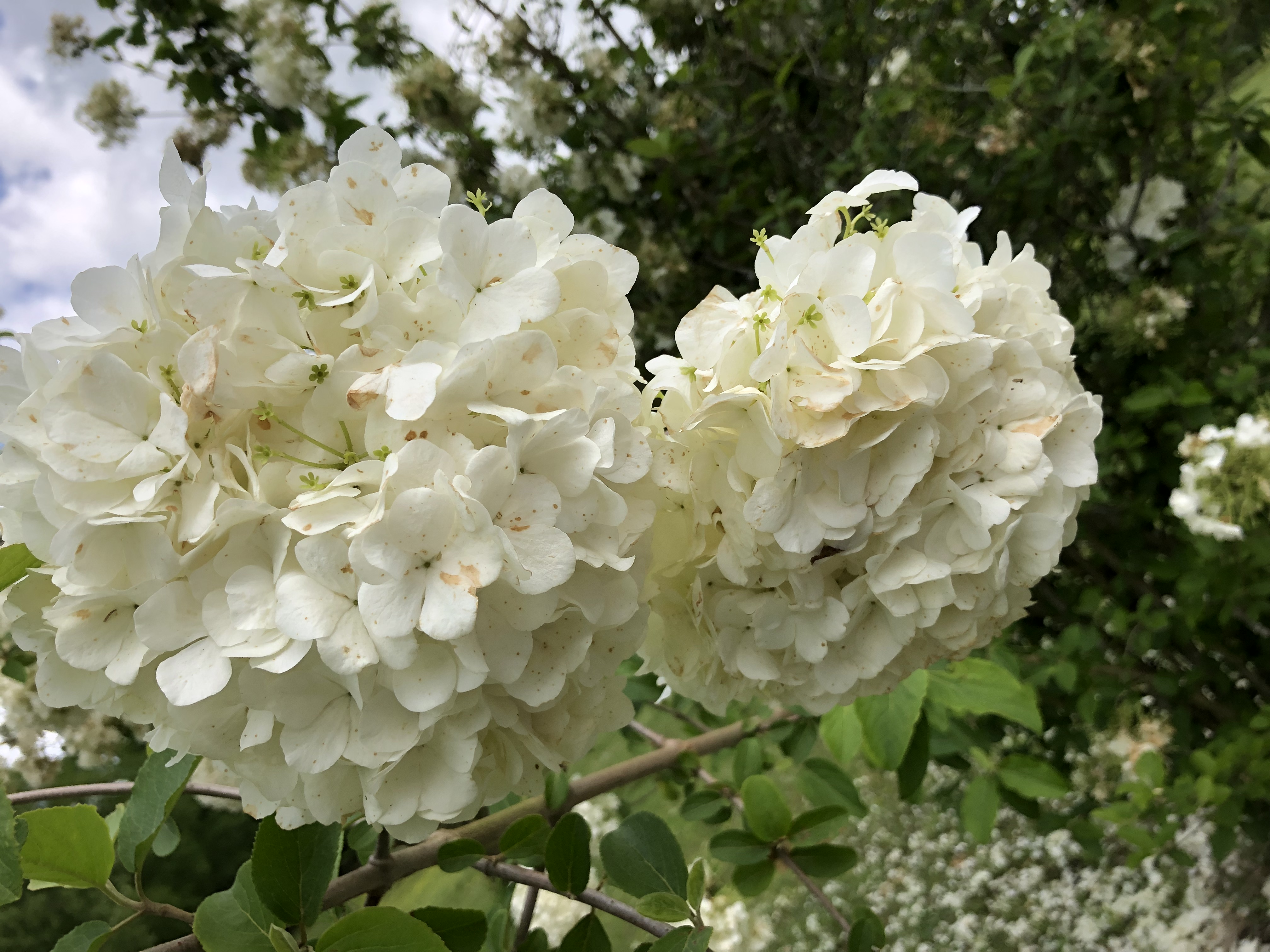 The Fount Still Flows