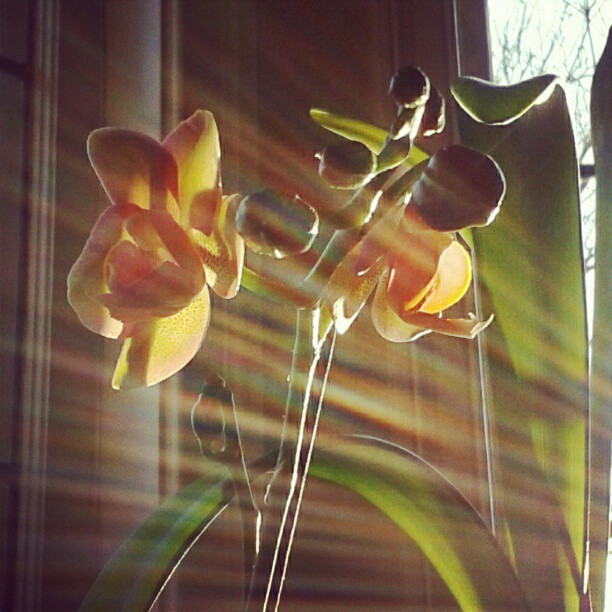 Cousin Susan’s Secret