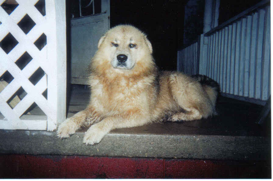 Animals are My Friends