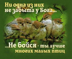 Не бойся,ты лучше многих малых птиц