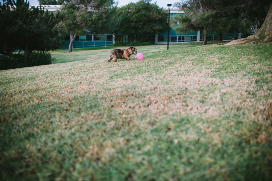 A Bulldog Family Park Frolic – Photo by Let's Frolic Together