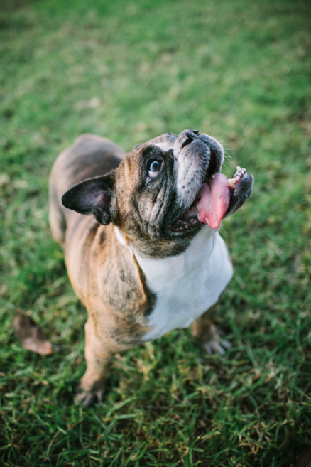A Bulldog Family Park Frolic – Photo by Let's Frolic Together