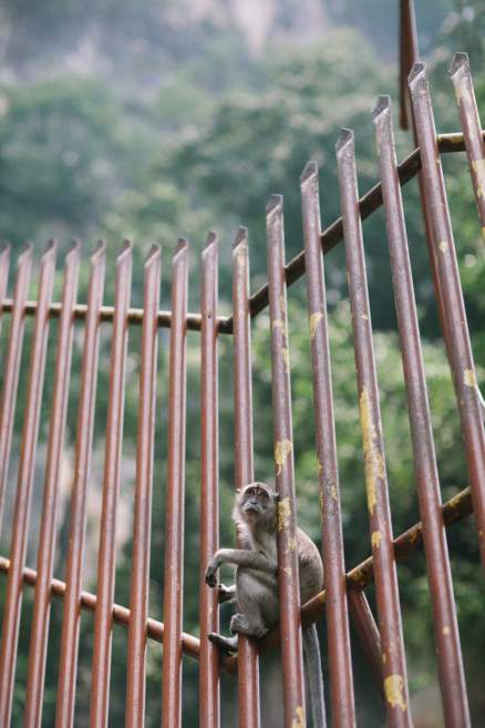 Monkeying Around in Malaysia – Photo by Let's Frolic Together