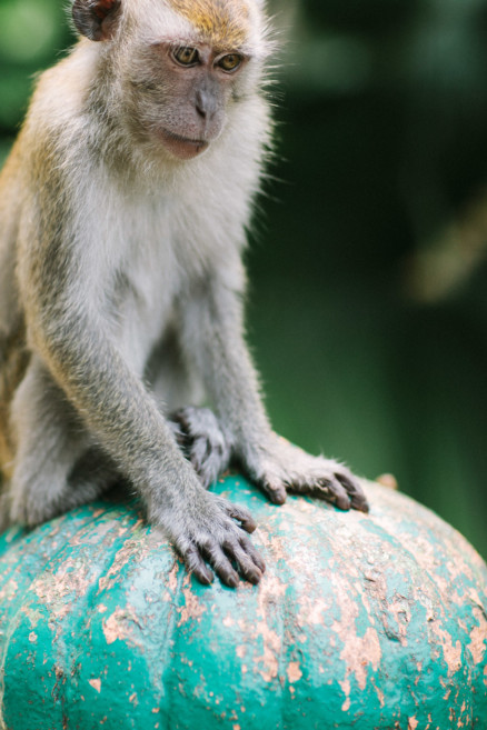 Monkeying Around in Malaysia – Photo by Let's Frolic Together