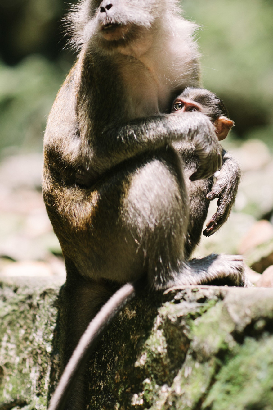 Monkeying Around in Malaysia – Photo by Let's Frolic Together