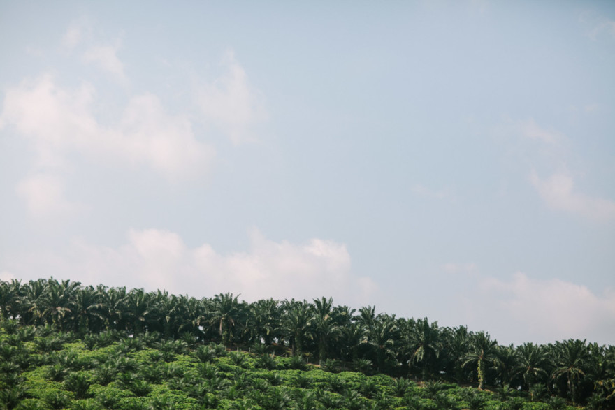 Monkeying Around in Malaysia – Photo by Let's Frolic Together