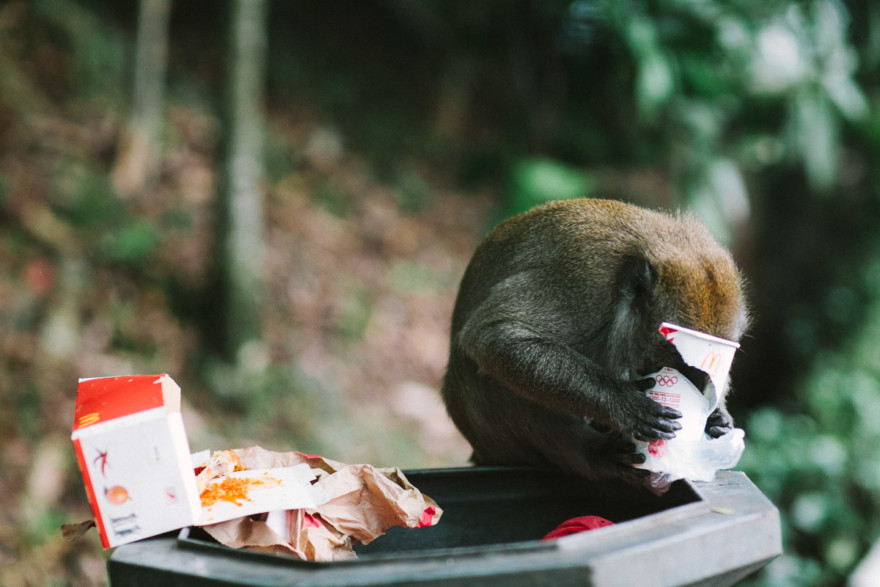 Monkeying Around in Malaysia – Photo by Let's Frolic Together