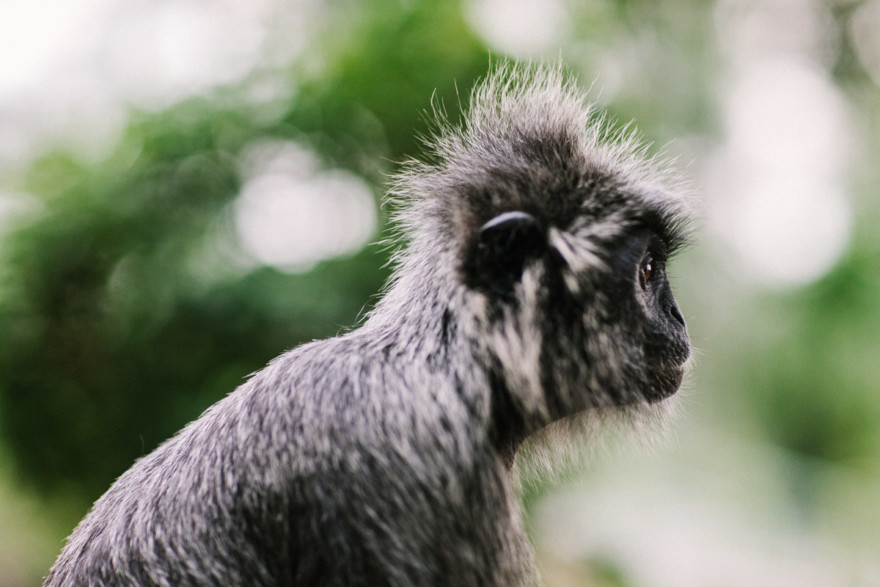Monkeying Around in Malaysia – Photo by Let's Frolic Together