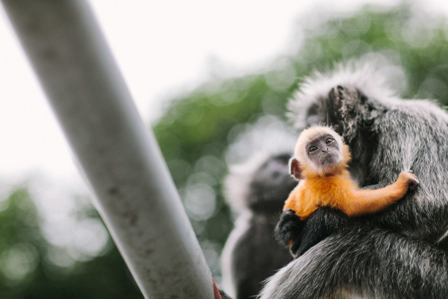 Monkeying Around in Malaysia – Photo by Let's Frolic Together