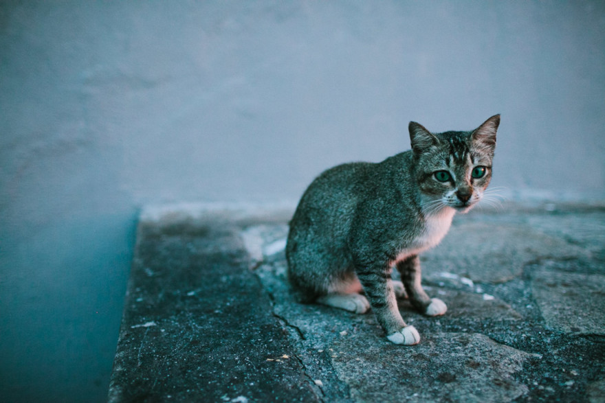 Monkeying Around in Malaysia – Photo by Let's Frolic Together