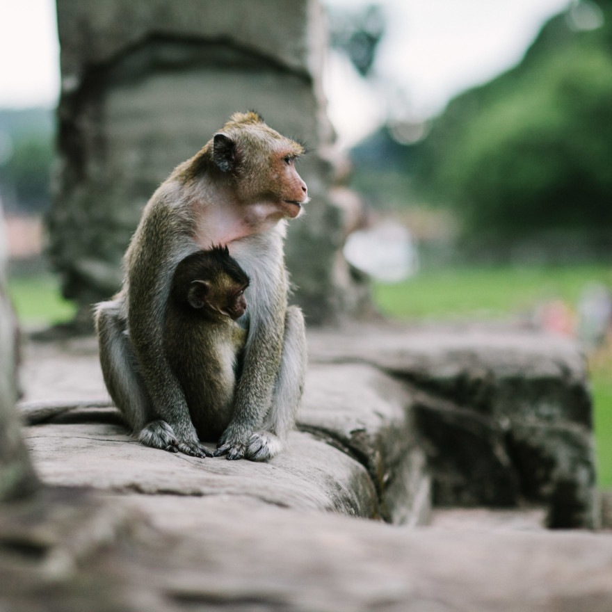 Tales from the Cambodian Temples – Photo by Let's Frolic Together