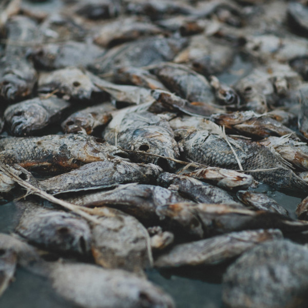 Fishbones & Film at the Salton Sea &ndash; Photo by Let's Frolic Together