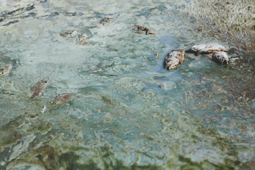 Fishbones & Film at the Salton Sea – Photo by Let's Frolic Together