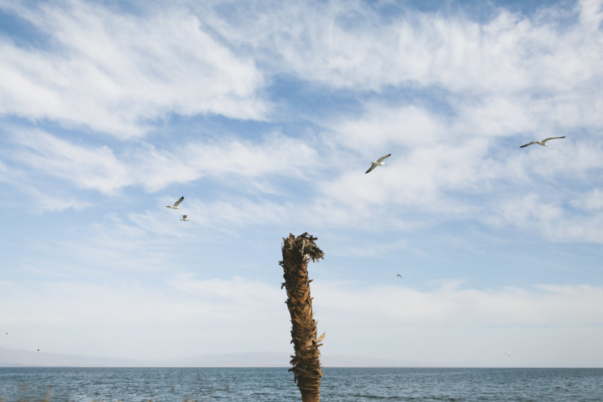 Fishbones & Film at the Salton Sea – Photo by Let's Frolic Together