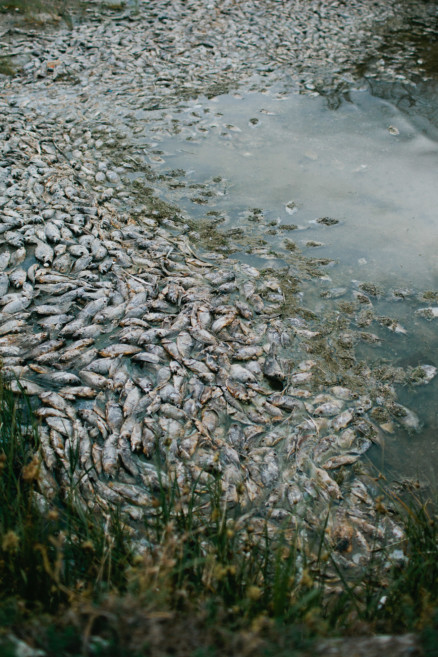 Fishbones & Film at the Salton Sea – Photo by Let's Frolic Together