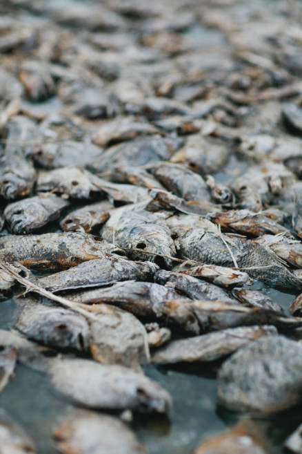 Fishbones & Film at the Salton Sea – Photo by Let's Frolic Together