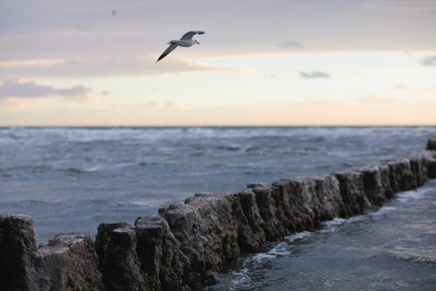 Fishbones & Film at the Salton Sea – Photo by Let's Frolic Together