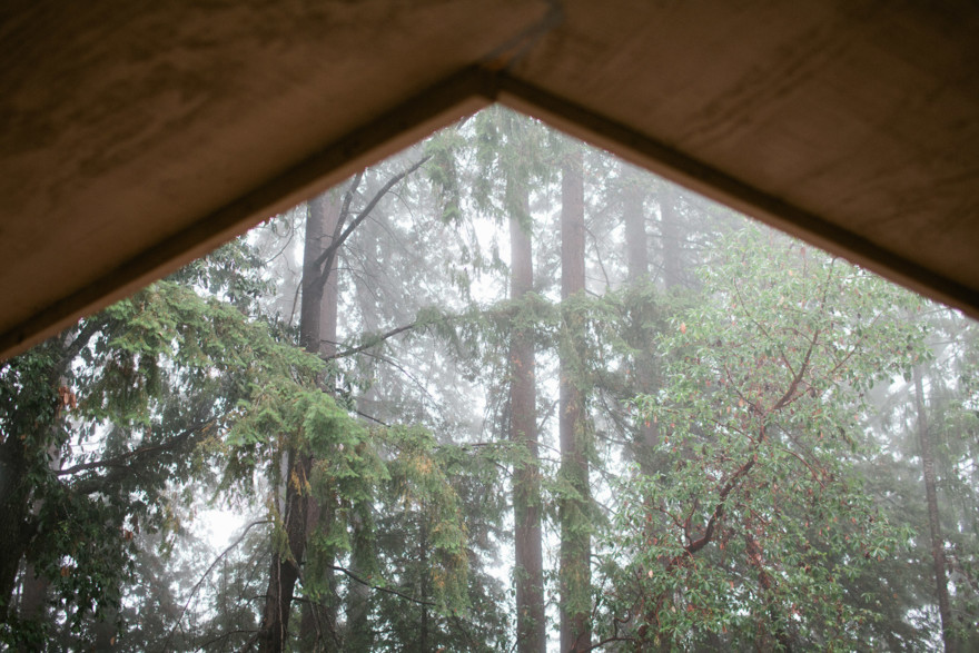 Dreamy Fog in the Redwoods – Photo by Let's Frolic Together