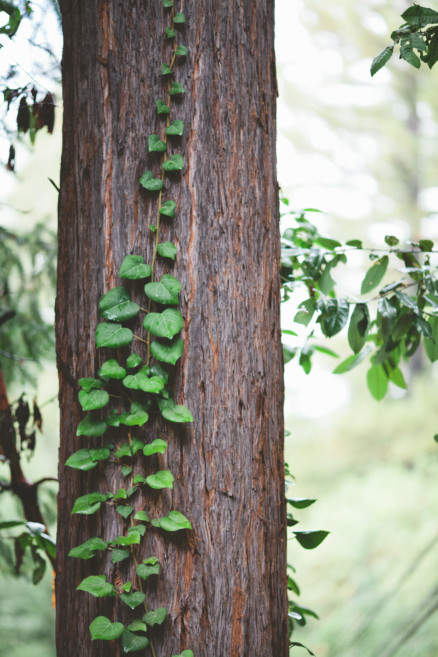 Dreamy Fog in the Redwoods – Photo by Let's Frolic Together