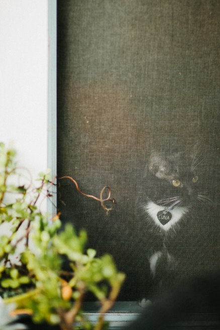 Love! Inspired By… Cats! – Photo by Let's Frolic Together