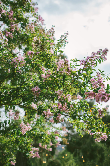 A Sweet Pink Bates Nut Farm Wedding – Photo by Let's Frolic Together