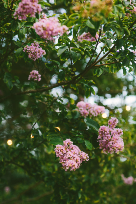 A Sweet Pink Bates Nut Farm Wedding – Photo by Let's Frolic Together